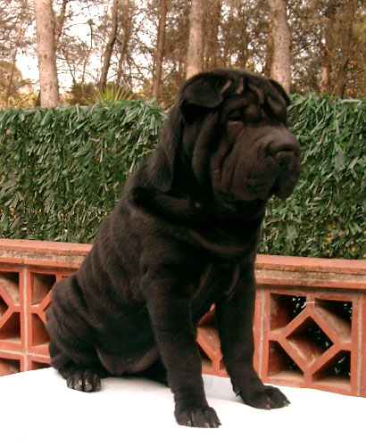 Publication : del Petó Xinès