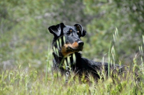 Enya bhraonáin Des bergers du Forez