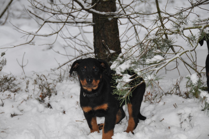 Enya bhraonáin Des bergers du Forez