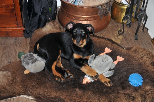 Enya bhraonáin Des bergers du Forez