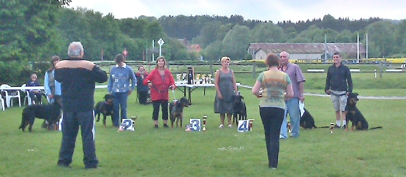 Enya bhraonáin Des bergers du Forez - 4e Excellent, jeunes femelles