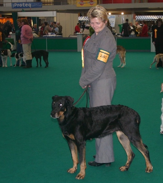 CH. Nvk naidy hestie des Vaillants d'Oslark - 1e, Excellent, Best Veteran