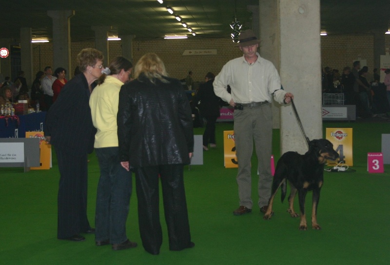 CH. Nvk naidy hestie des Vaillants d'Oslark - 1 Excellent, Best Veteran, VDH-Vet CHA