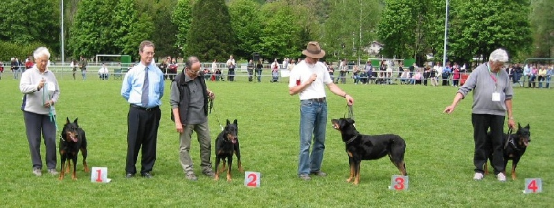 CH. Nvk naidy hestie des Vaillants d'Oslark - 3-ieme, Classe Veterans