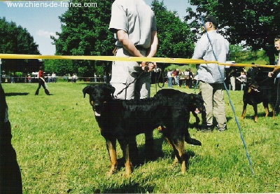 CH. Nvk naidy hestie des Vaillants d'Oslark - Excellent+