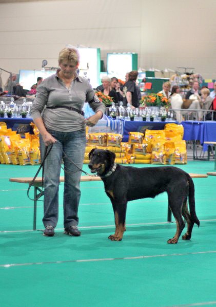 Enya bhraonáin Des bergers du Forez - 2e Excellent, classe jeunes femelle