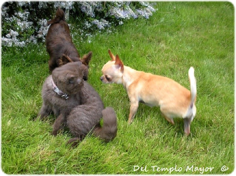 G't'adore del Templo Mayor