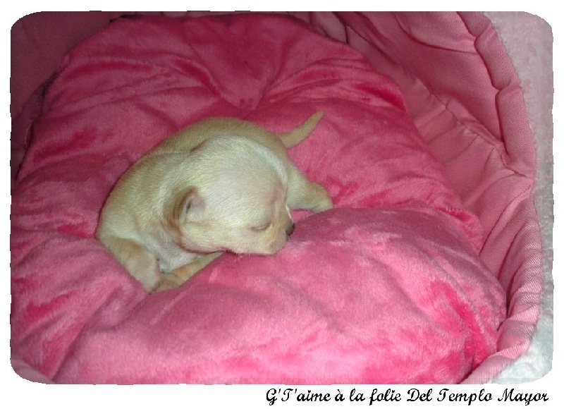 G't'adore del Templo Mayor