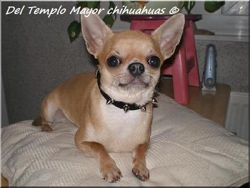 Publication : Du plateau des abeilles