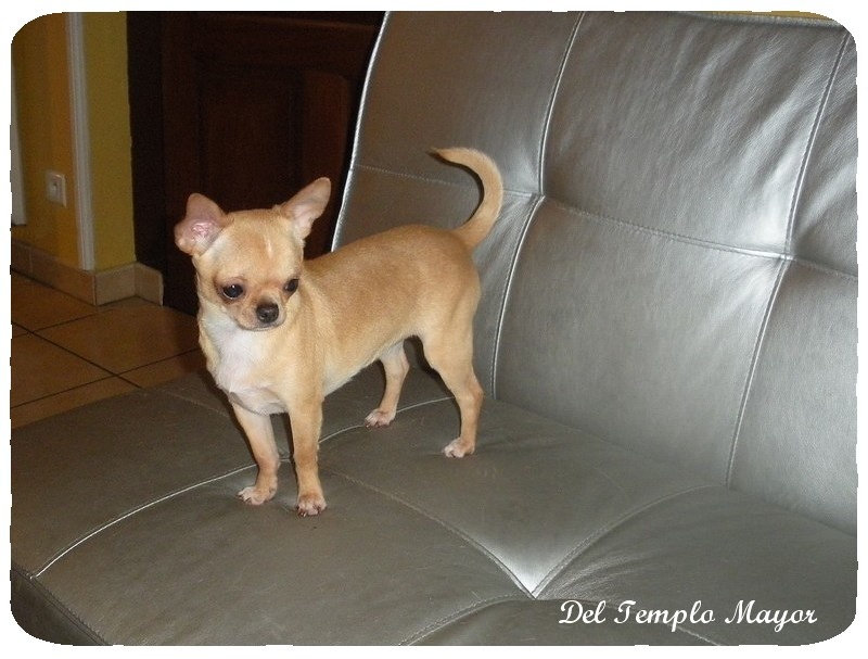 G't'adore del Templo Mayor