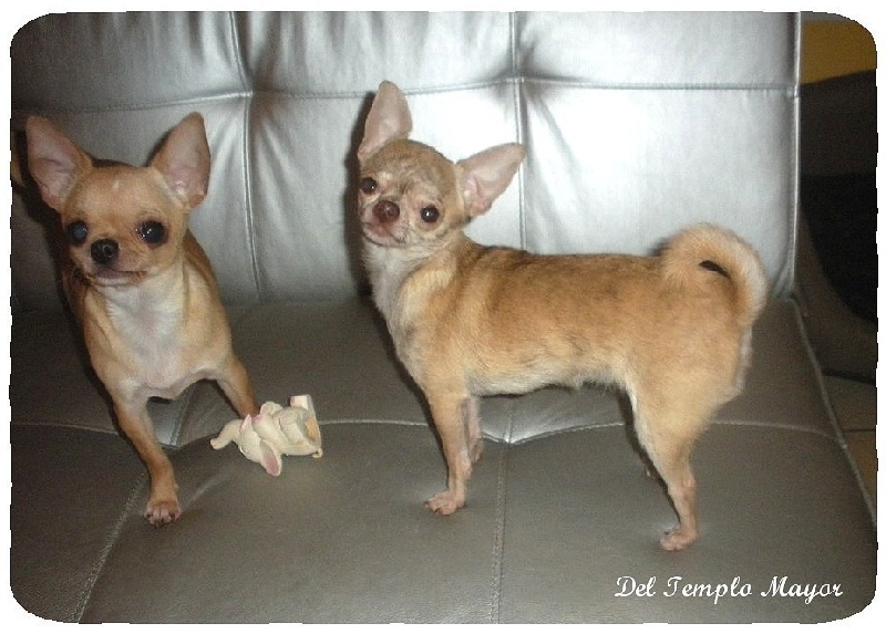 G't'adore del Templo Mayor