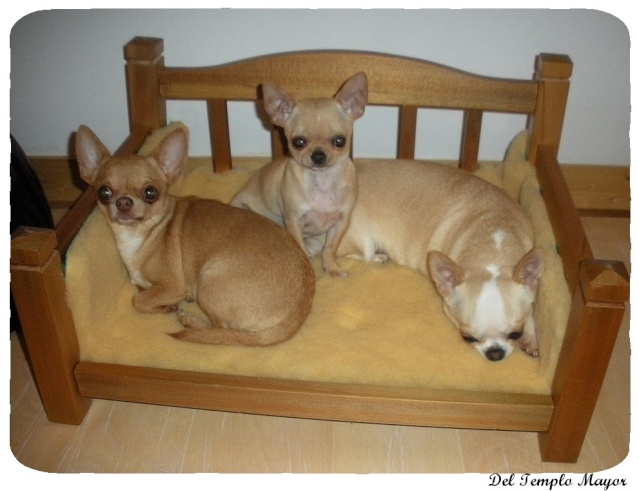 G't'adore del Templo Mayor