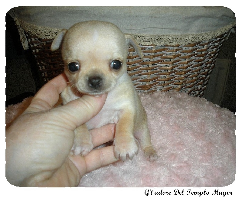 G't'adore del Templo Mayor