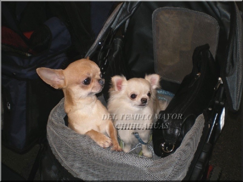 Champagne du Temple des Incas - 1er TB