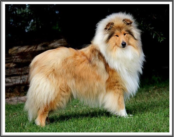 Publication : du bois des amazones Auteur : du bois des amazones