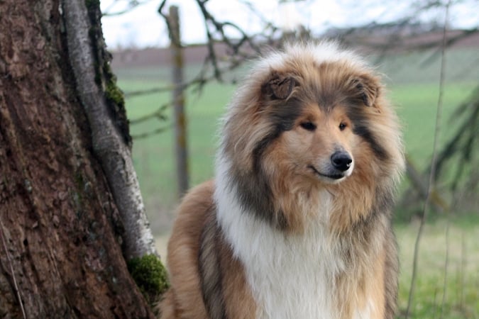Divine idylle du bois des amazones