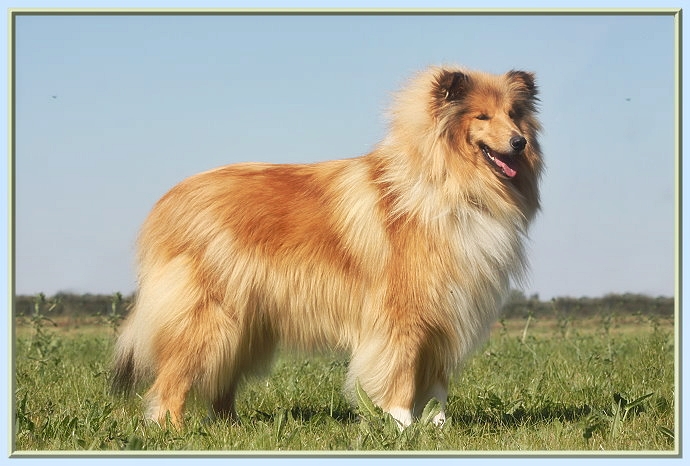 Girlie show du bois des amazones