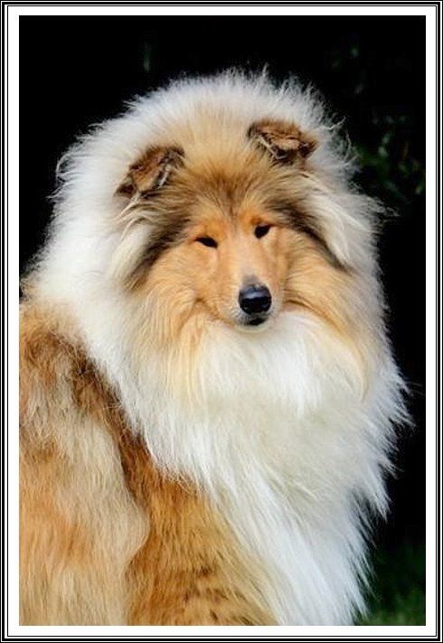 Publication : du bois des amazones Auteur : du bois des amazones