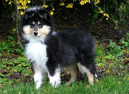 CH. Audacieuse légende du bois des amazones