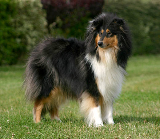 CH. Audacieuse légende du bois des amazones