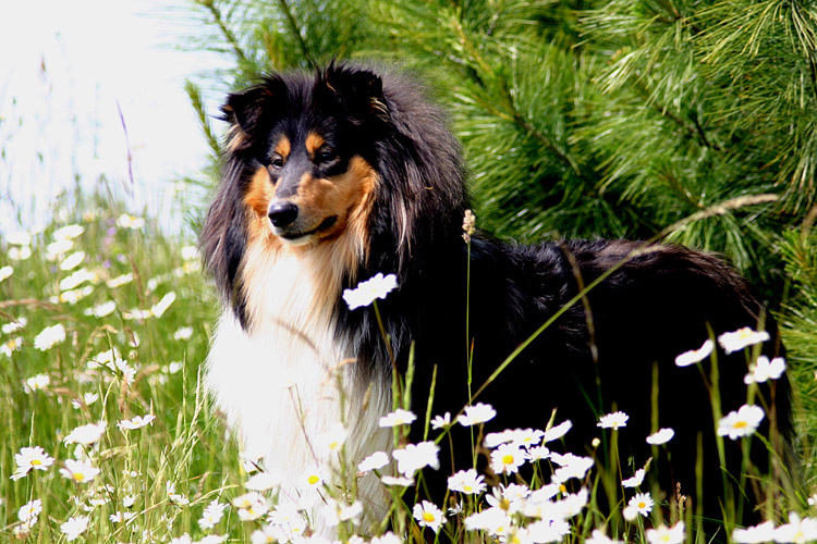 CH. Audacieuse légende du bois des amazones
