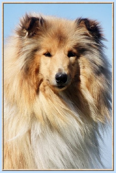 Girlie show du bois des amazones