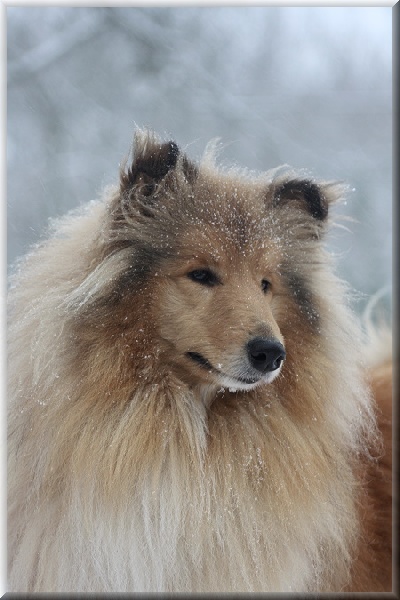 Girlie show du bois des amazones