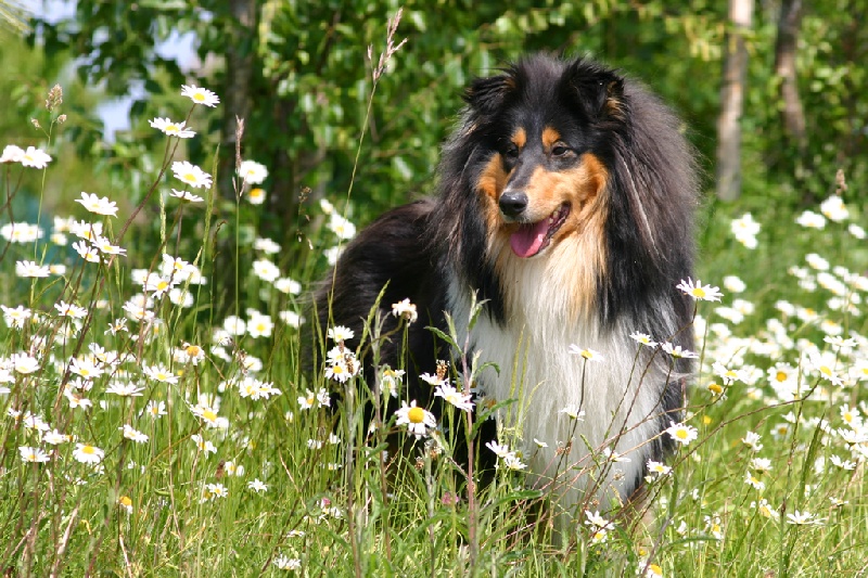 CH. Audacieuse légende du bois des amazones