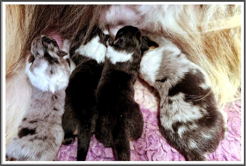 CHIOT 3 - Colley à poil long