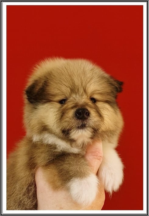 Au Grand Jamais - Colley à poil long