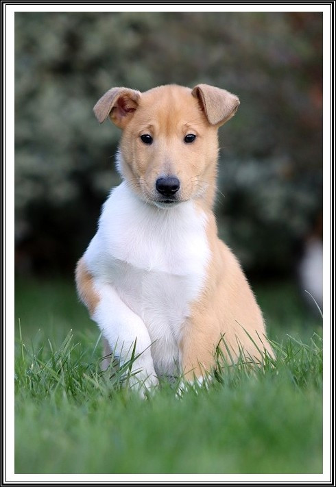 Au Soleil - Colley à poil court