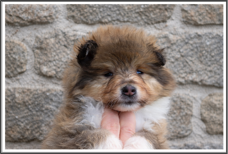 Attitude Rock N Roll - Colley à poil long