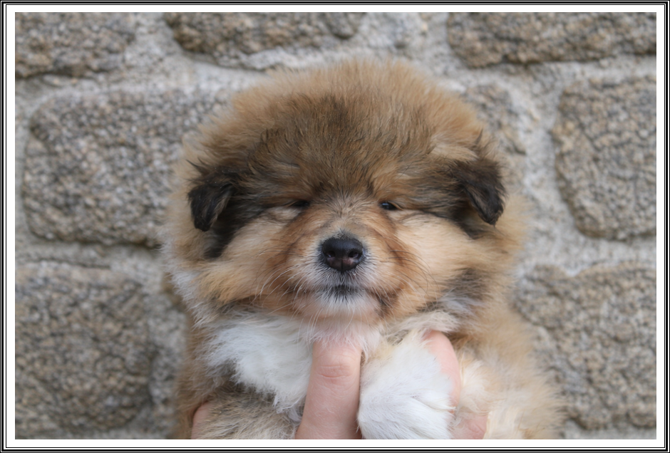 Ami Ennemi - Colley à poil long