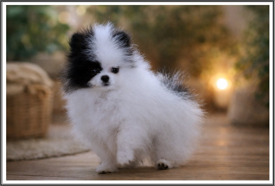A Little Princess - Spitz allemand