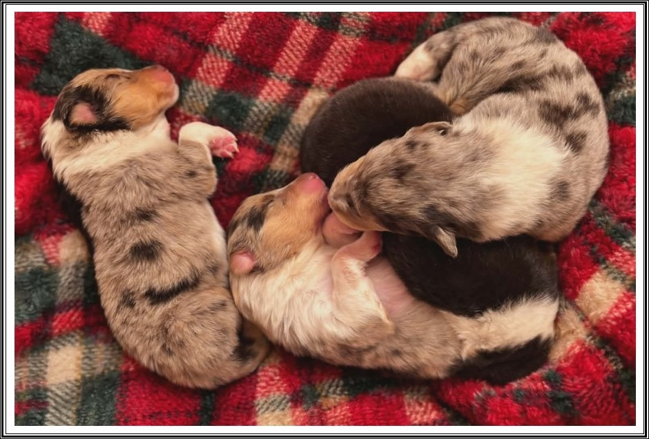 femelle tricolore - Colley à poil long