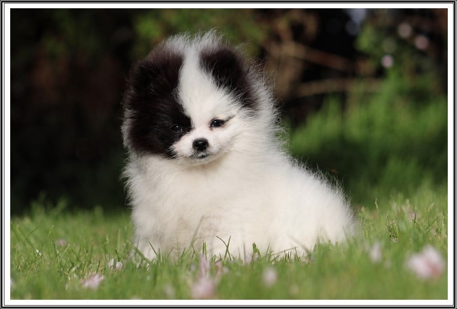 A Little Princess - Spitz allemand