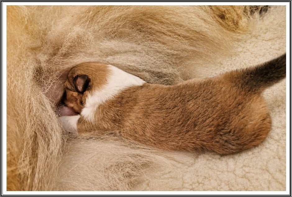 Best Friend - Colley à poil long