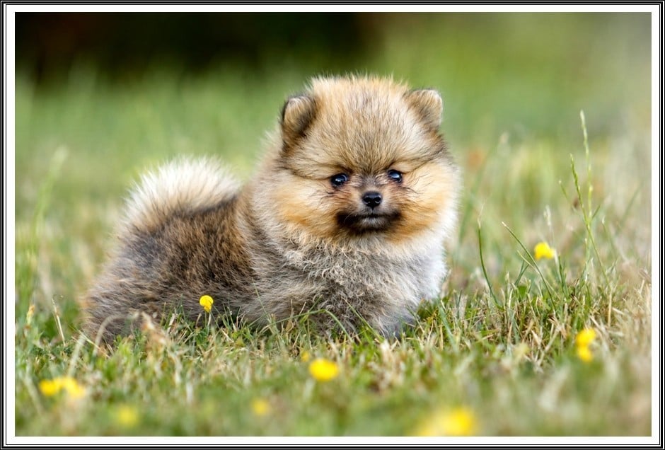 Bisounours - Spitz allemand