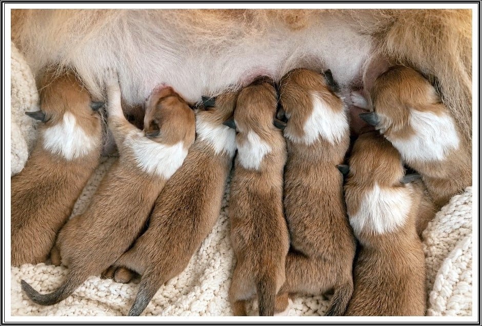 CHIOT 6 - Colley à poil long