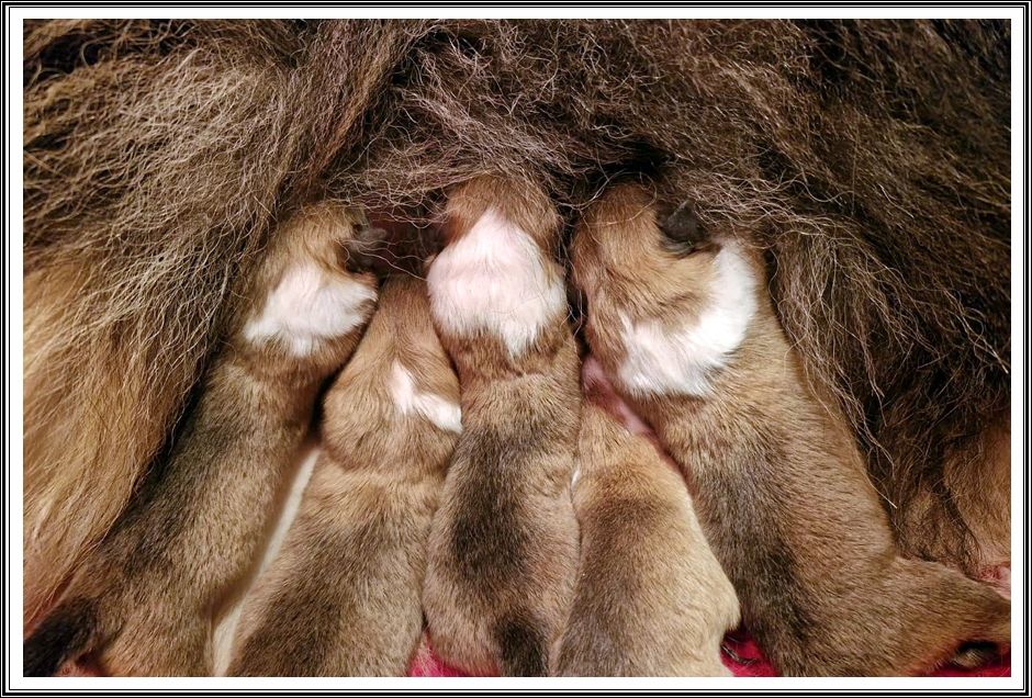 CHIOT - Colley à poil long