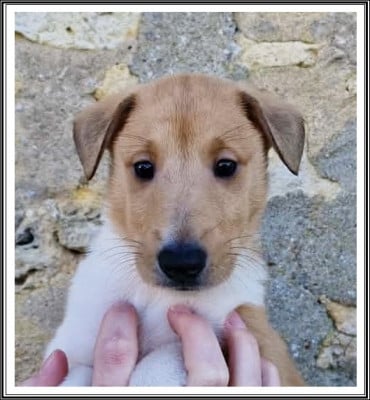 Les chiots de Colley à poil court