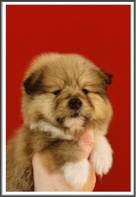 Les chiots de Colley à poil long