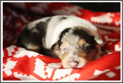 Les chiots de Colley à poil long