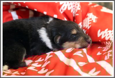 Les chiots de Colley à poil long