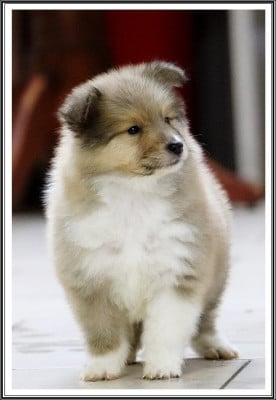 Les chiots de Colley à poil long