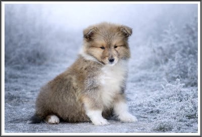 Les chiots de Colley à poil long