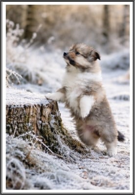 Les chiots de Colley à poil long