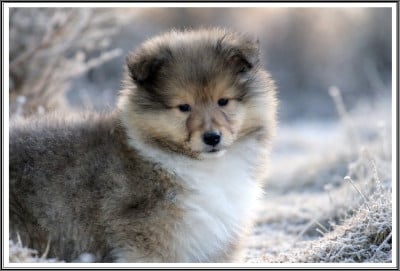 Les chiots de Colley à poil long