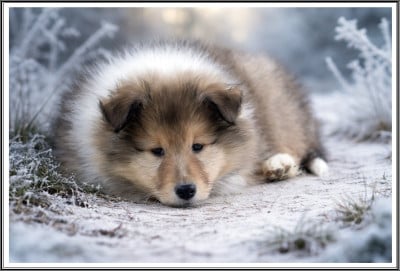 Les chiots de Colley à poil long