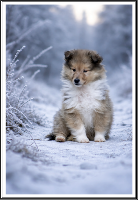 Les chiots de Colley à poil long